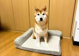 【カインズのカスタマイズペットベッド】体重8kgの柴犬がのると、こんな感じのサイズ感です