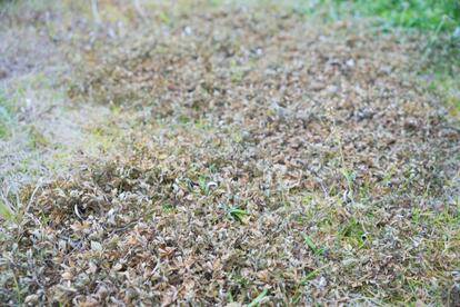 庭を全面コンクリにしたいと思うほど悩まされた「雑草」。コレ使って3