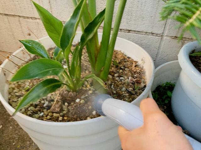 【アイリスオーヤマ 充電式ポータブルウォッシャー】キリモードなら根元に優しく水をやることができます