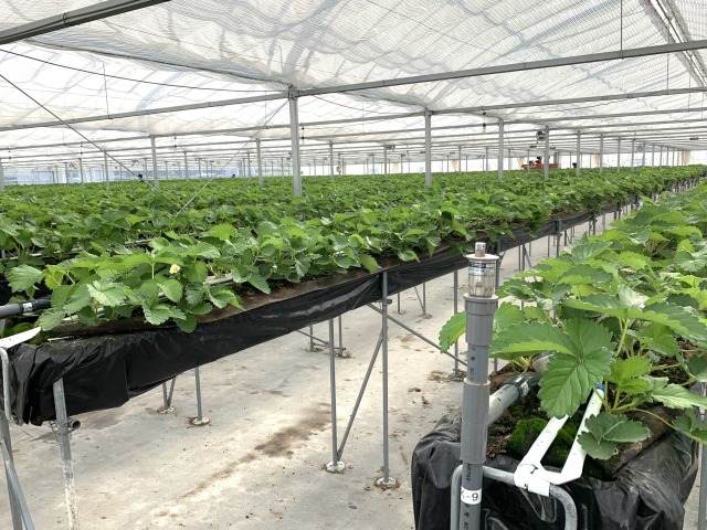 いちごはこれから最盛期を迎える