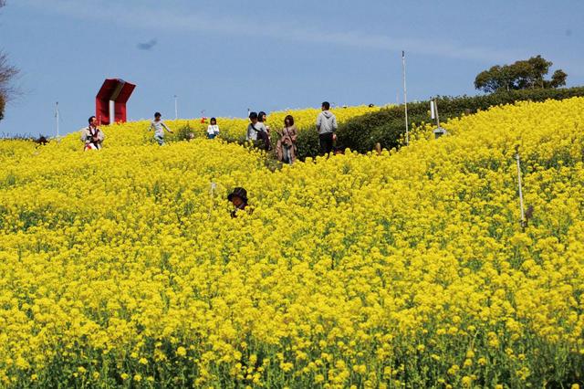 菜の花／3月中旬～下旬 神戸総合運動公園【兵庫・須磨】