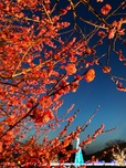 【あしかがフラワーパーク「光の花の庭」】寒紅梅とイルミネーションのコントラストも美しい