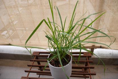 虫よけに効果的 料理にも使える 万能ハーブ おすすめ4選 簡単レシピ付き 1 3 ハピママ