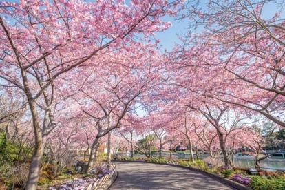 関西エリアおすすめ お花の絶景スポット 5選 桜 ネモフィラほか必見施設 1 2 季節ぴあ