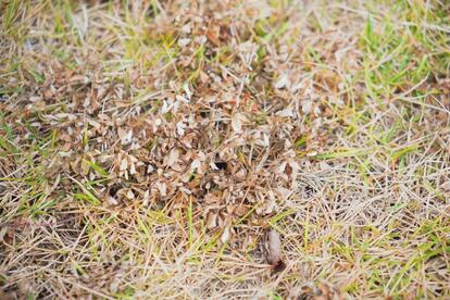 庭を全面コンクリにしたいと思うほど悩まされた「雑草」。コレ使って3