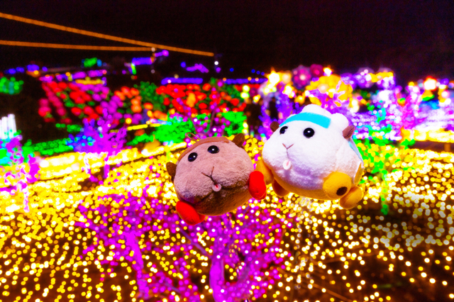 伊豆高原グランイルミ【PUI PUI モルカー×カロッツェリア】