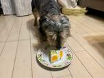 【手作りケーキを食べている愛犬】食べやすいように1/4にカットして食べさせました