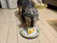 【手作りケーキを食べている愛犬】食べやすいように1/4にカットして食べさせました