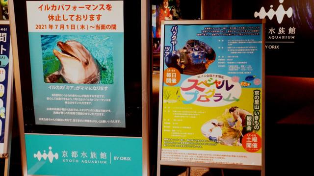 ハンドウイルカ「キア」産休と、夏のスペシャルプログラムのお知らせ