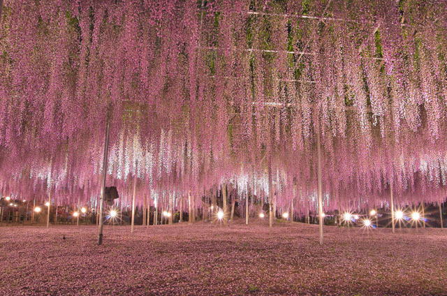 撮影地：あしかがフラワーパーク / カメラ：PENTAX K-30