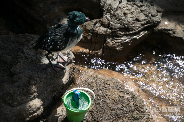 ドリーとベッキー