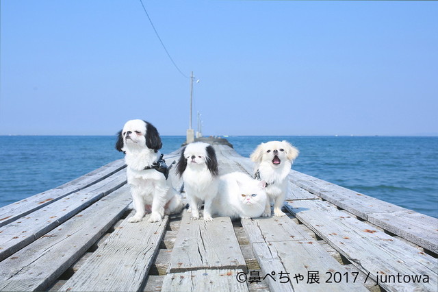 鼻ぺちゃ展 2017