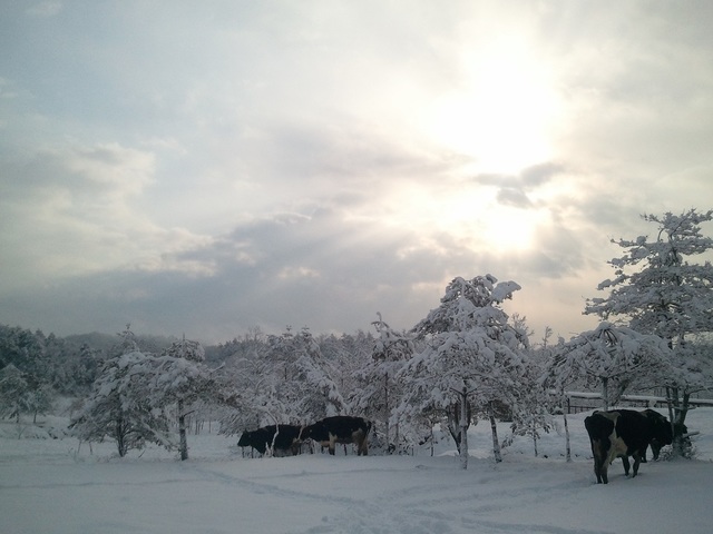 自然放牧の様子