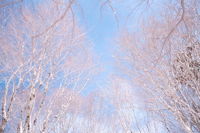 東三河の観光スポット：「面ノ木園地」では、日本国内でも限られた場所でしか見られないという樹氷や霧氷が見られる（設楽町）