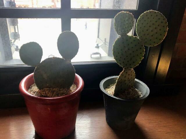 ミッキーの形をしたさぼてん「Disney HARVEST MARKET（ディズニー・ハーベスト・マーケット） By CAFE COMPANY」横浜赤レンガ倉庫店