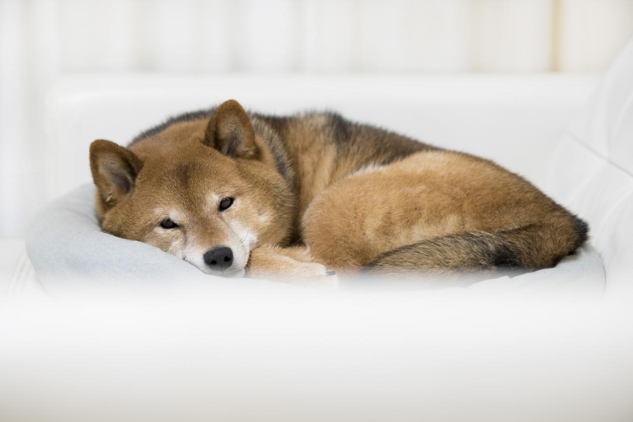 【犬】うちの子の寝相はどう？注意すべき状態と寝方でわかる“愛犬の心理”（写真 4/8） - ハピママ*