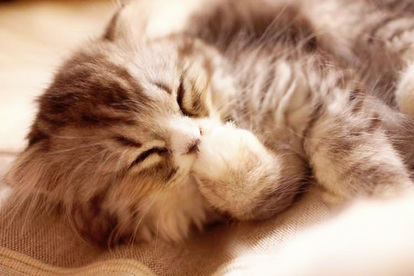 初対面の 犬 猫 とすぐに仲良くなれる 嫌われない条件と 懐かれるコツを獣医に聞いた 1 3 ウレぴあ総研