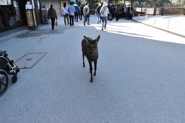 鹿が普通に歩いてる
