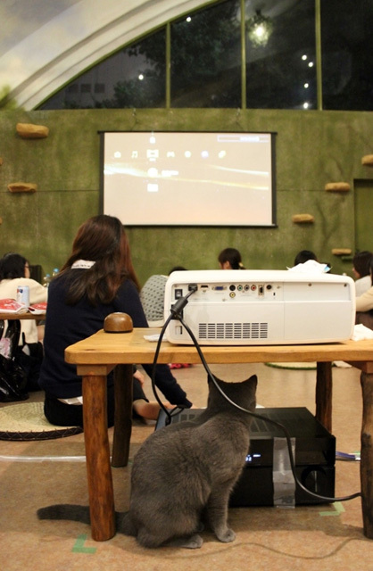 可愛くてキュンキュンする「吉祥寺ねこ祭り」の猫たち