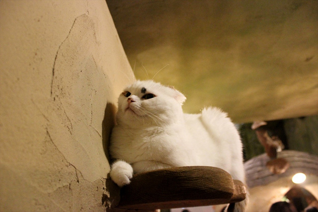 可愛くてキュンキュンする「吉祥寺ねこ祭り」の猫たち