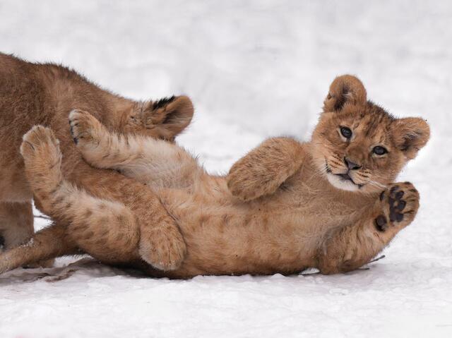 写真集『ほぼねこ』より（写真・RIKU)
