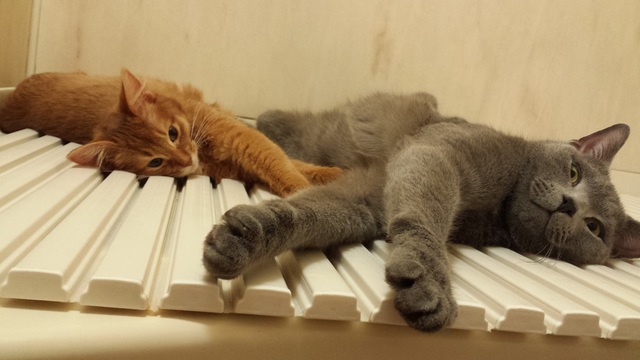 こけ助パパさんちのすずまろくんとお花ちゃん