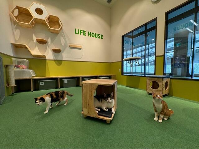 常設されている保護猫とのふれあい型譲渡施設「ライフハウス」