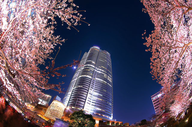 撮影地： 六本木ヒルズ毛利庭園 / カメラ：PENTAX K-30