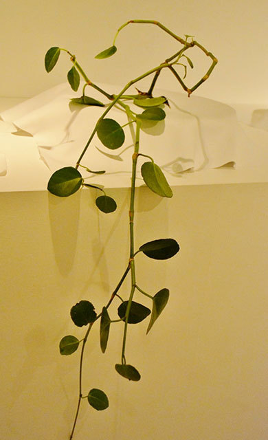 「ウルトラ植物博覧会」で展示されている植物たち