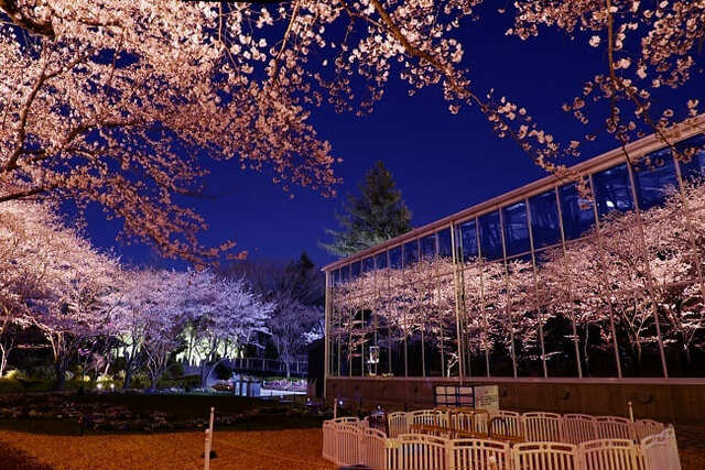 【よみうりランド】ライトアップされた夜桜が映るHANA・BIYORI館