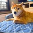 【ニトリ ペットごろ寝マット】愛犬や愛猫の暑さ対策アイテムに！