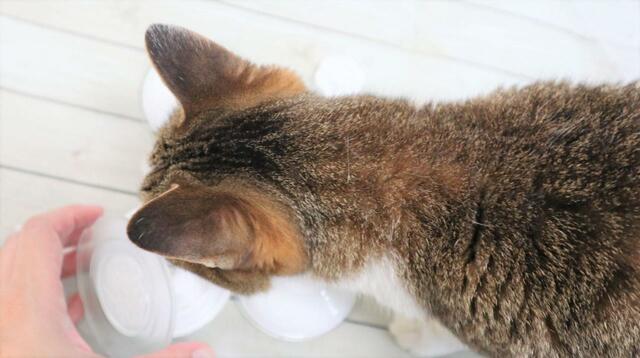 【猫ハンモック用交換吸盤】届いた吸盤に興味津々のキジトラ