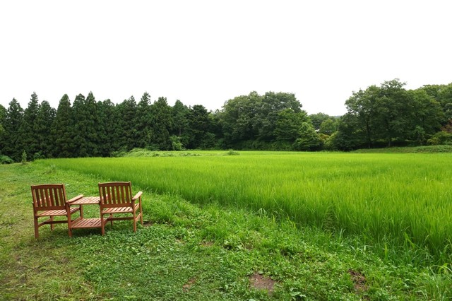 【リゾナーレ那須】田んぼ