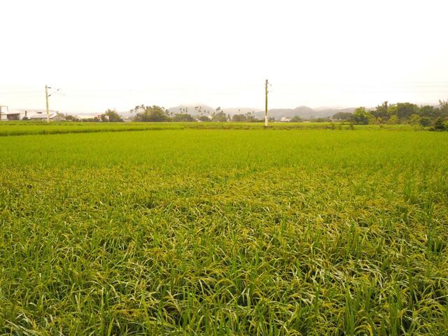【台湾食べ歩きの旅 #11】雨に濡れてしなる関山の稲穂。遠くの山々は雨雲と霧でほとんど見えない。暑い夏を控えた恵みの雨なのかもしれないが、サイクリングには向かない