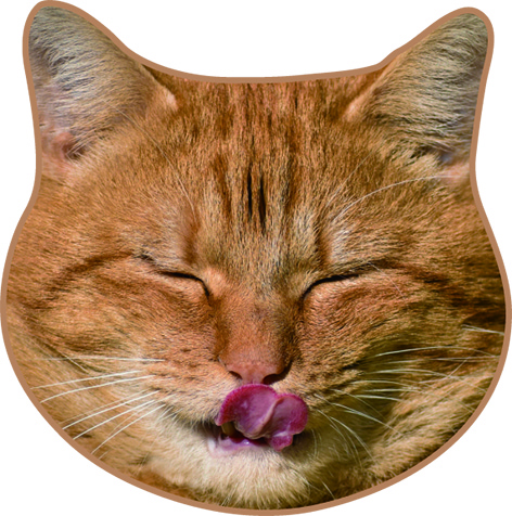 リアルモチーフタオル：1,100円（税込）