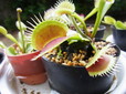 食虫植物トークショー/ハエトリソウ
