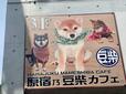 【原宿乃豆柴カフェ】原宿駅から徒歩3分でアクセス◎