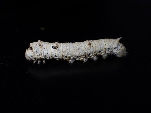 特別展「美味しくてすごい生き物展～美食奇食珍食生物図鑑～」