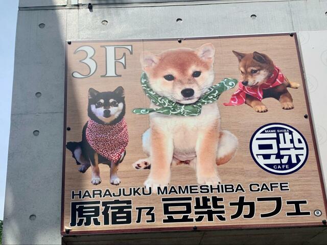 【原宿乃豆柴カフェ】原宿駅から徒歩3分でアクセス◎