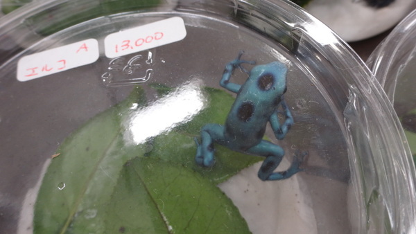 「東京レプタイルズワールド2014」に集まった動物たち