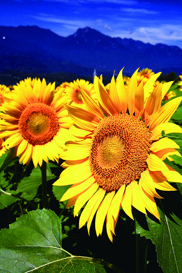 北杜市明野サンフラワーフェス