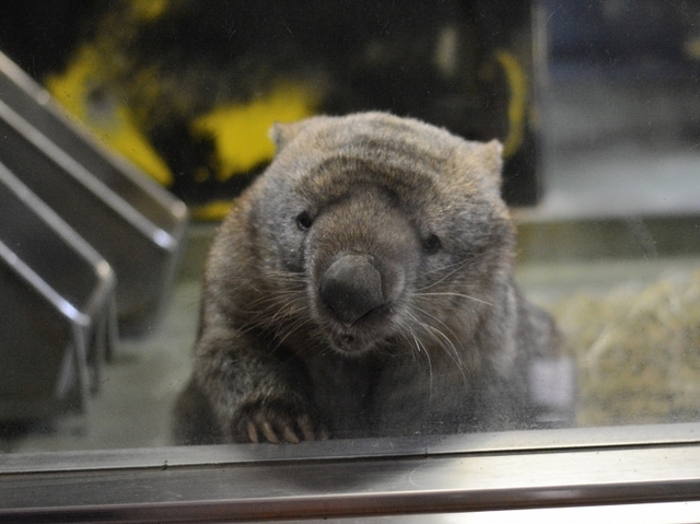 お部屋から顔を覗かせるヒロキ