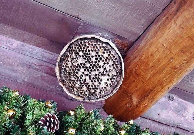 ハチの巣があるのでご注意を! 