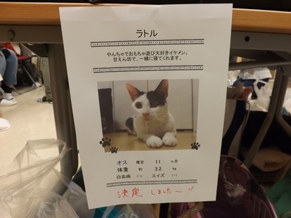 猫と出会い 命を救える場所 猫の譲渡会 に行ってみた 3 3 Mimot ミモット