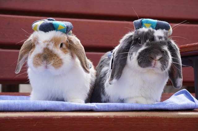 うさぎしんぼる展