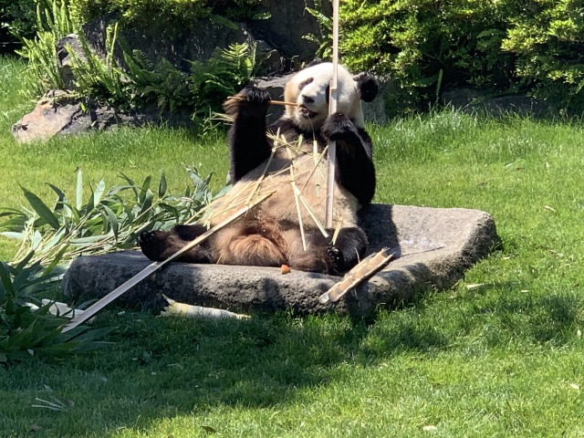 モリモリ食べているところも見られる