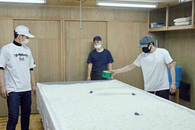 温度と湿度が管理された麹室で種麹を蒸米につける種切り。ふたりで向き合い共同作業
