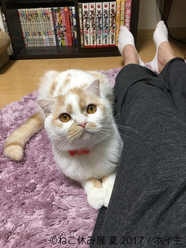 ねこ休み展 夏 2017