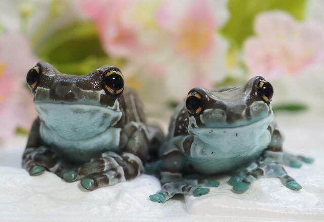 スマイルしているようなミルキーフロッグ【『ぴよのカエルびより』著者：ぴよ】