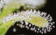 食虫植物トークショー/ドロセラ・システィフロラ(Drosera cistiflora) 南アフリカ産の塊根モウセンゴケ